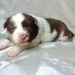 Malaki - Red merle male Miniature Australian Shepherd puppy in Bedias, Texas from JSK Aussie and Cavaliers