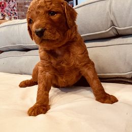 Goldendoodle Puppies from Doodles by Dana