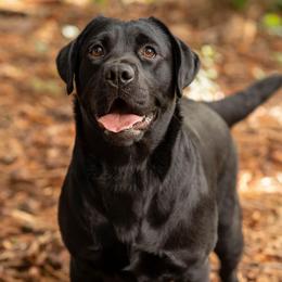 Charlotte - Labrador Retriever
