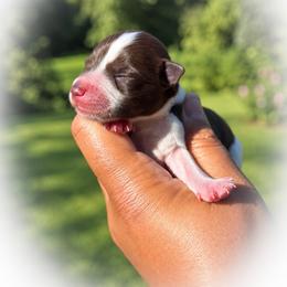 Reese - Parti female Miniature Schnauzer puppy in Dorr, Michigan from Enchanted Paws