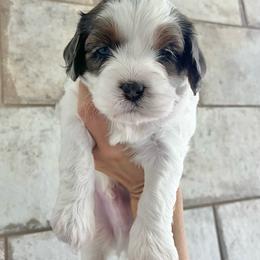Biscuit - Blenheim male Cavapoo puppy in Gilbert, Arizona from Desert Willow Cavapoos