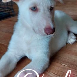 German Shepherd Puppies from Haus Skyborne Shepherds