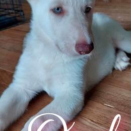 German Shepherd Puppies from Haus Skyborne Shepherds