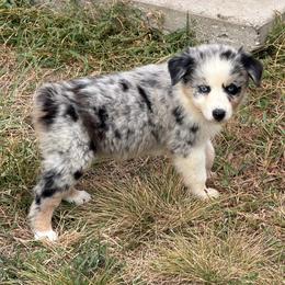 Francesca (BMF1) - Blue merle female Australian Shepherd puppy in Hubbard, Texas from Poston Paddock Aussies LLC
