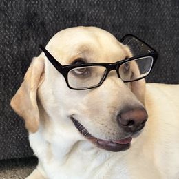 Labrador Retrievers from Lucy’s Labradors