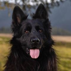 German Shepherds from Valhalla German Shepherds