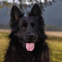 German Shepherds from Valhalla German Shepherds