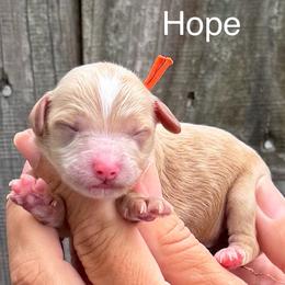 Hope - Red  female Goldendoodle puppy in Newnan, Georgia from Wagging Tailz Pups