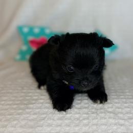 Tiny Tim - Black male Pomeranian puppy in Lexington, Oklahoma from BooneDox Miniature Dachshunds