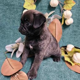 Dark Brindle Boy - Silver male Pug puppy in Tulsa, Oklahoma from Locust Creek Pugs & Japanese Chin's