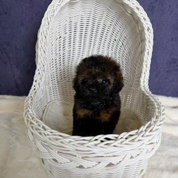 Coco Noir(teacup AKC) - Phantom female Poodle puppy in Moreno Valley, California from Yanni's Poodle