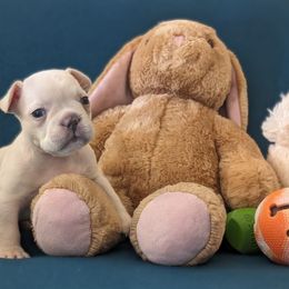 Boy 3 Green - Cream French Bulldog puppy in Ludowici, Georgia from Floridian Frenchies of Georgia