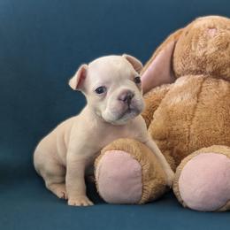 Boy 3 Green - Cream French Bulldog puppy in Ludowici, Georgia from Floridian Frenchies of Georgia