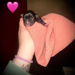 Girl 2 - Black female Morkie puppy in Aliquippa, Pennsylvania from The Morkie Mom