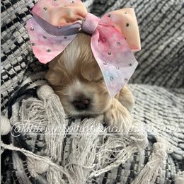 Cocker Spaniel Puppies from Inspirational Treasures