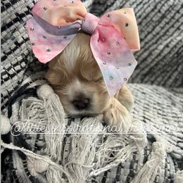 Cocker Spaniel Puppies from Inspirational Treasures