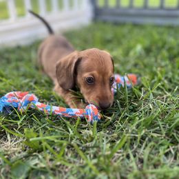 Mae (CH Euro American lines, health tested) - Red female Dachshund puppy in Moon Township, Pennsylvania from Serendipity Dachshunds