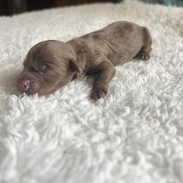 Twix - Brown white and tan male Cockapoo puppy in Albany, Kentucky from Windy Pines Farm