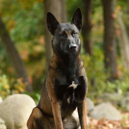 Hunter - Belgian Malinois