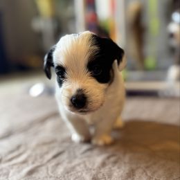 Phantom - Tri-color male Russell Terrier puppy in Viper, Kentucky from Mountain Top