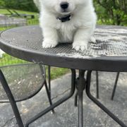 American Eskimo Dog Puppies from Little Bear Kennels