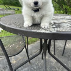 American Eskimo Dog Puppies from Little Bear Kennels