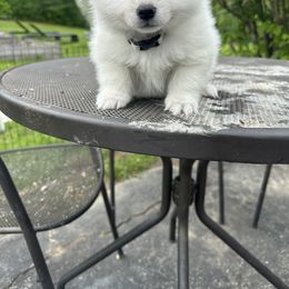 American Eskimo Dog Puppies from Little Bear Kennels