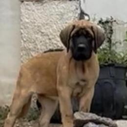 Girl 6 - Fawn female Mastiff puppy in Laredo, Texas from Huereca Mastiff