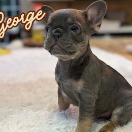 George - Blue male French Bulldog puppy in Ennis, Texas from Family Farm Frenchies