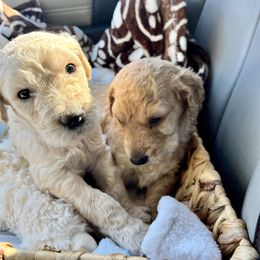 Goldendoodle and Poodle Puppies from Polly Wally Poodles and Doodles