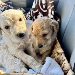 Goldendoodle and Poodle Puppies from Polly Wally Poodles and Doodles