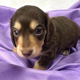 Shania - Chocolate and cream female Dachshund puppy in Mesquite, Texas from AB Dachshund
