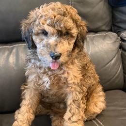 Bernedoodle, Goldendoodle, and Poodle Puppies from Gentle Paw Goldendoodles