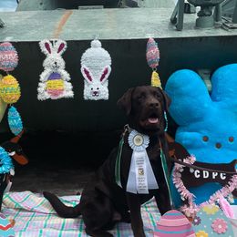 Labrador Retrievers from Little Helper Kennels