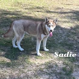 Sadie - Siberian Husky
