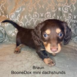 Braun - Chocolate and tan male Dachshund puppy in Lexington, Oklahoma from BooneDox Miniature Dachshunds