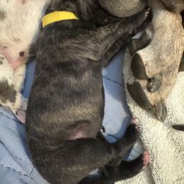 Yellow - Brindle male Great Dane puppy in Aldie, Virginia from High Point Mountain Danes