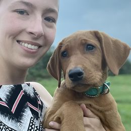 Labrador Retriever Puppies from Gochee Labs