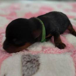 Sunny - Black and gold male Yorkshire Terrier puppy in Grand Terrace, California from CLC SOUTHERN YORKIES