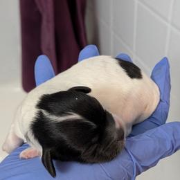 Shihpoo and Shih Tzu Puppies from Pattersons Luv K-9s