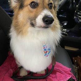 Ross - American Corgi