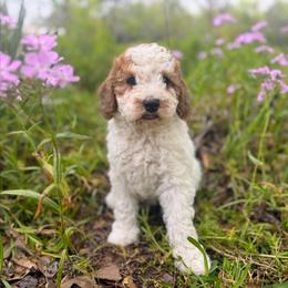 Teddy - Parti male Goldendoodle puppy in Pittsburg, Texas from Grace Springs Goldendoodles