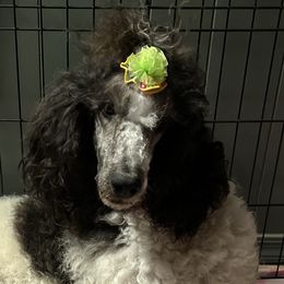 Blossom - Poodle