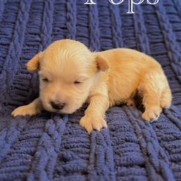 Pops - Apricot male Maltipoo puppy in Wendell, North Carolina from Teddys Teddy Bears