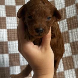 Carolina - Red  female Goldendoodle puppy in Alamance County, North Carolina from Doodle Squad Puppies