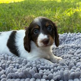 Choc Pie Girl 2150 - Piebald female Dachshund puppy in Nashville, Arkansas from Whisenhunt Farms