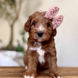 Taffy - Red  female Goldendoodle puppy in Rio Linda, California from Plush Doodles