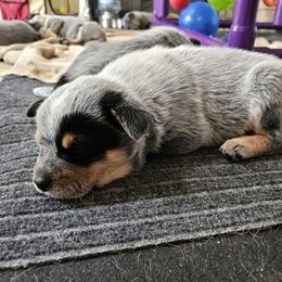 Australian Cattle Dog Puppies from Lakota Australian Cattle Dogs
