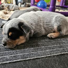 Australian Cattle Dog Puppies from Lakota Australian Cattle Dogs