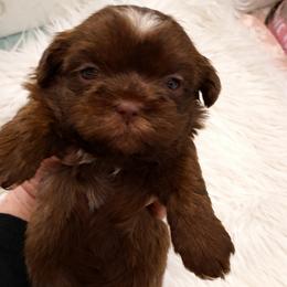 Chevy - Chocolate male Shih Tzu puppy in Tallahassee, Florida from Bows and Bow Ties